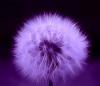dandelion-puff-violet-mikki-cromer.jpg