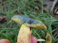 staining boletus