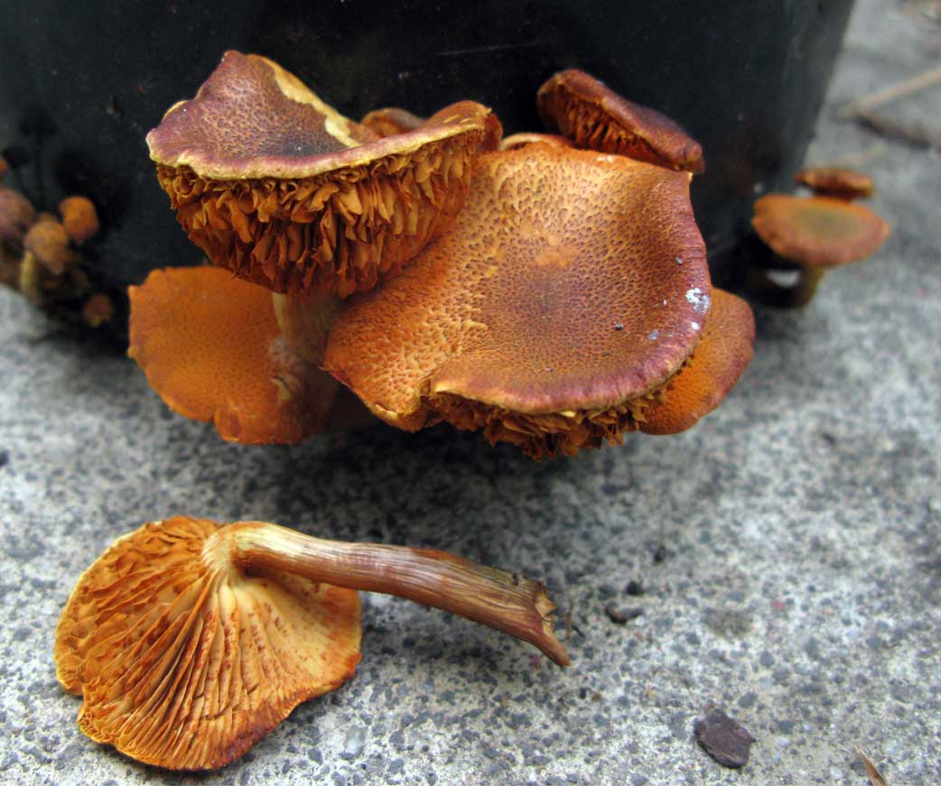 Gymnopilus Purpuratus information? Mycology The Corroboree