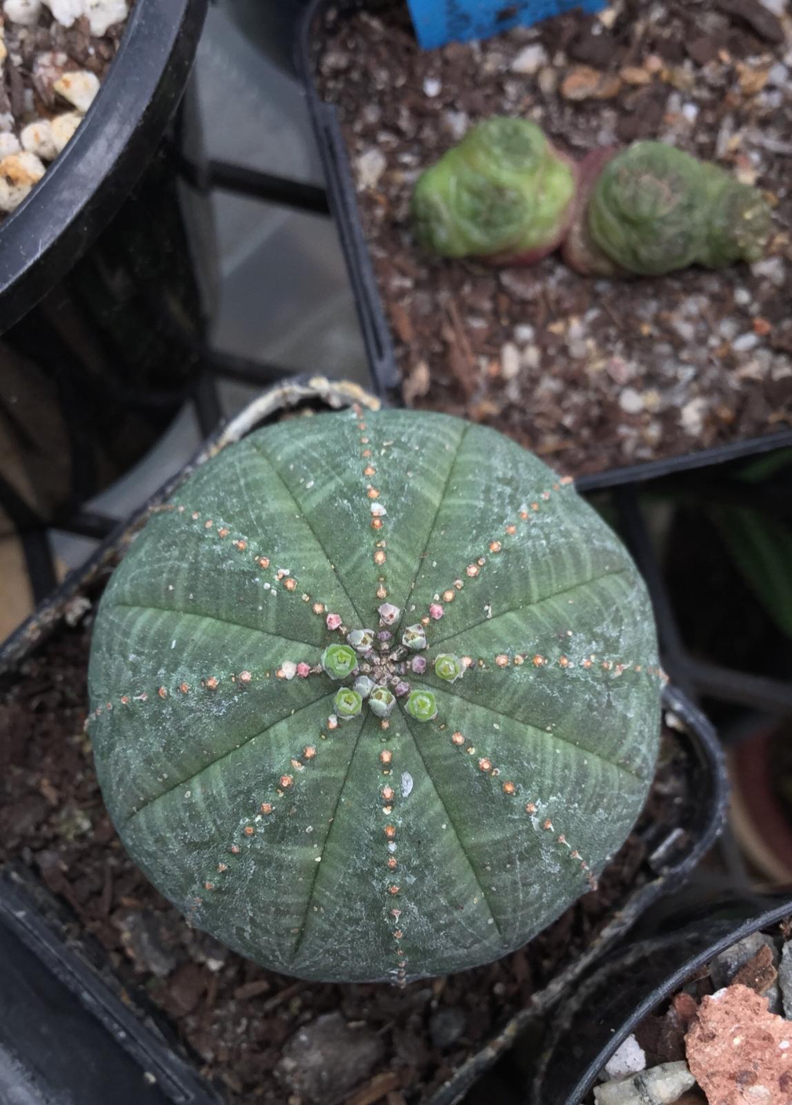Euphorbia obesa pollination/cross pollination. Cacti & Succulents