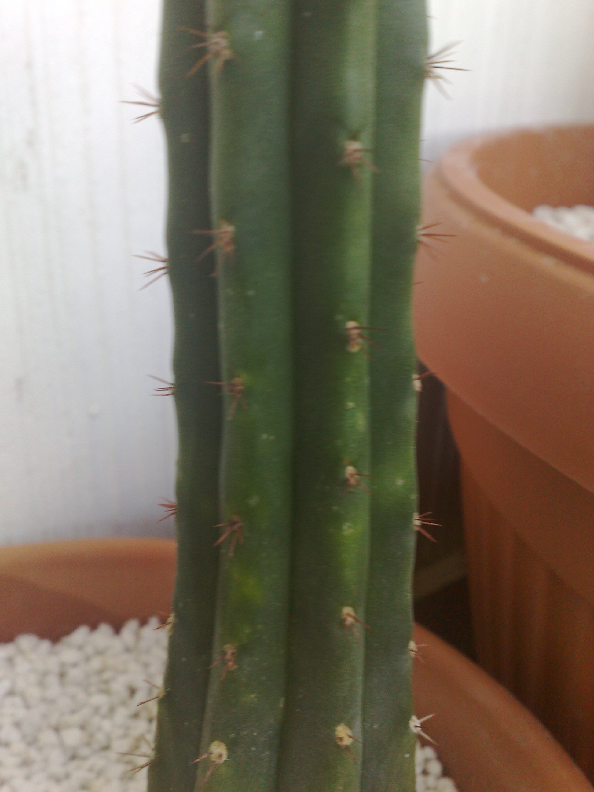 Scale on Cactus Cacti & Succulents The Corroboree