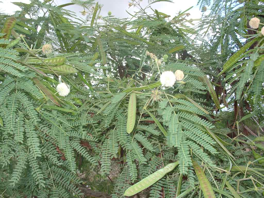 The real Mimosa hostilis [with pics] Page 2 Ethnobotany The