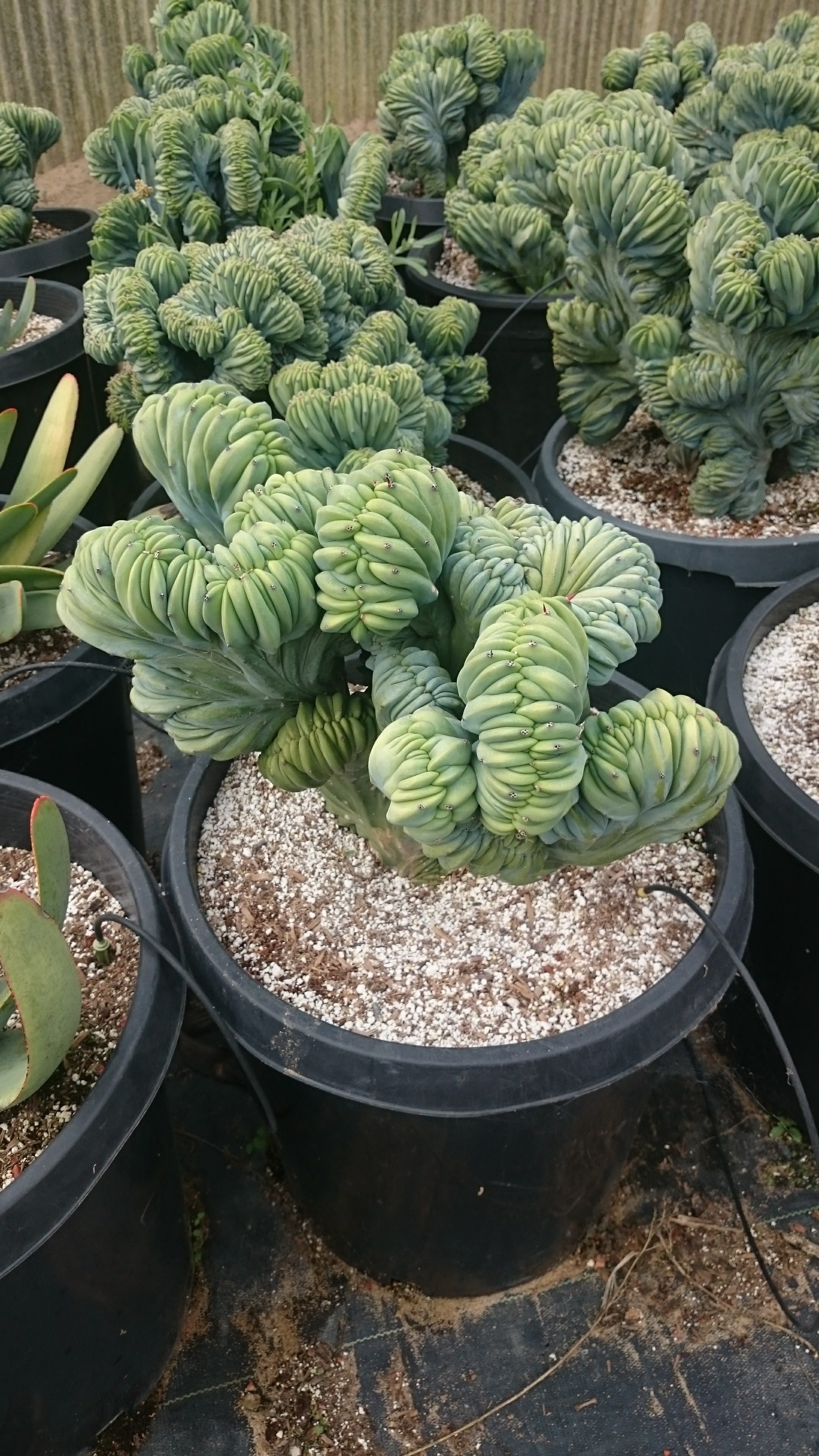 Succulent Gardens near Monterey California Cacti & Succulents The