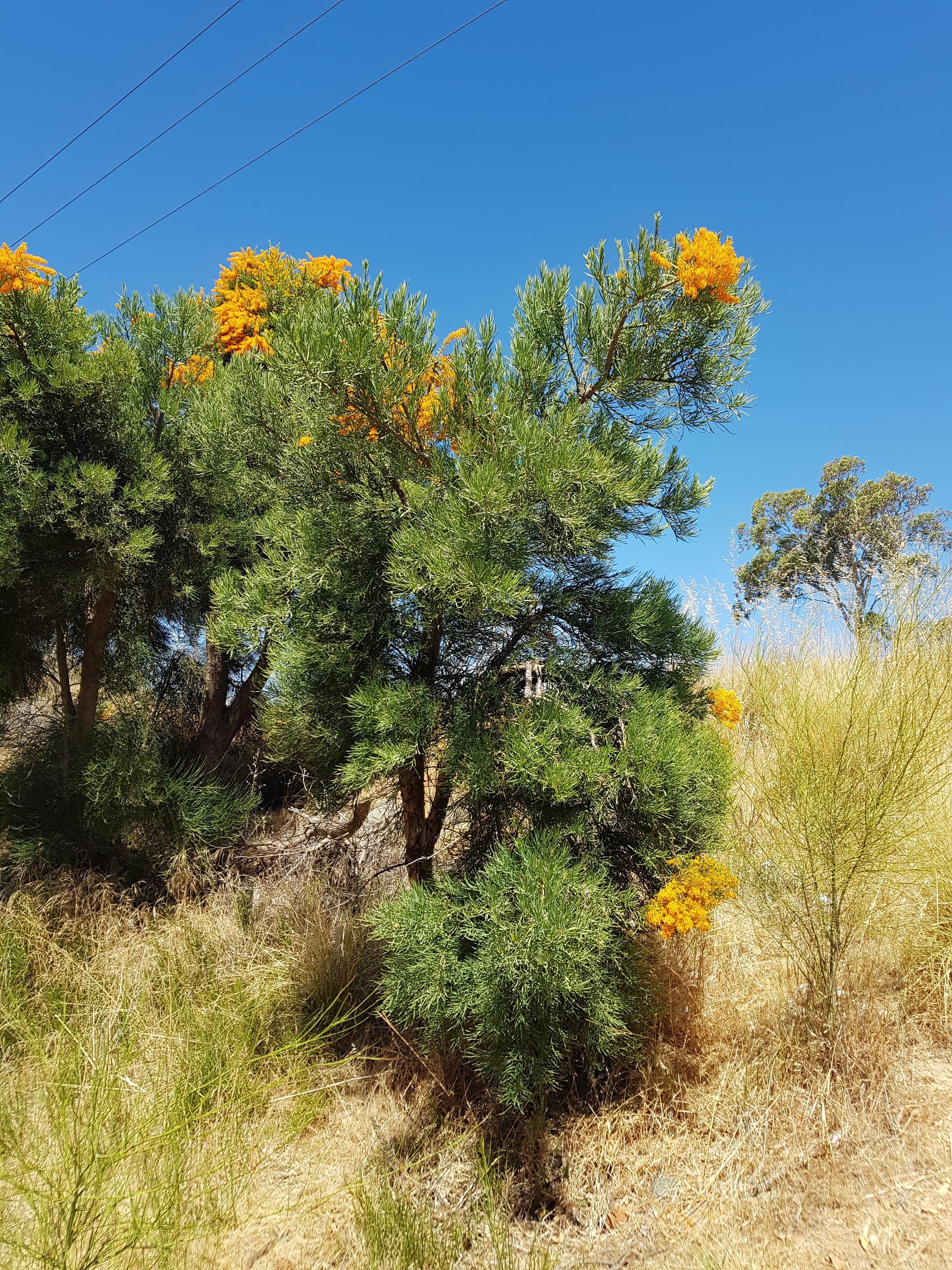 Nuytsia floribunda (WA Christmas Tree) - Australian Native Plants - The
