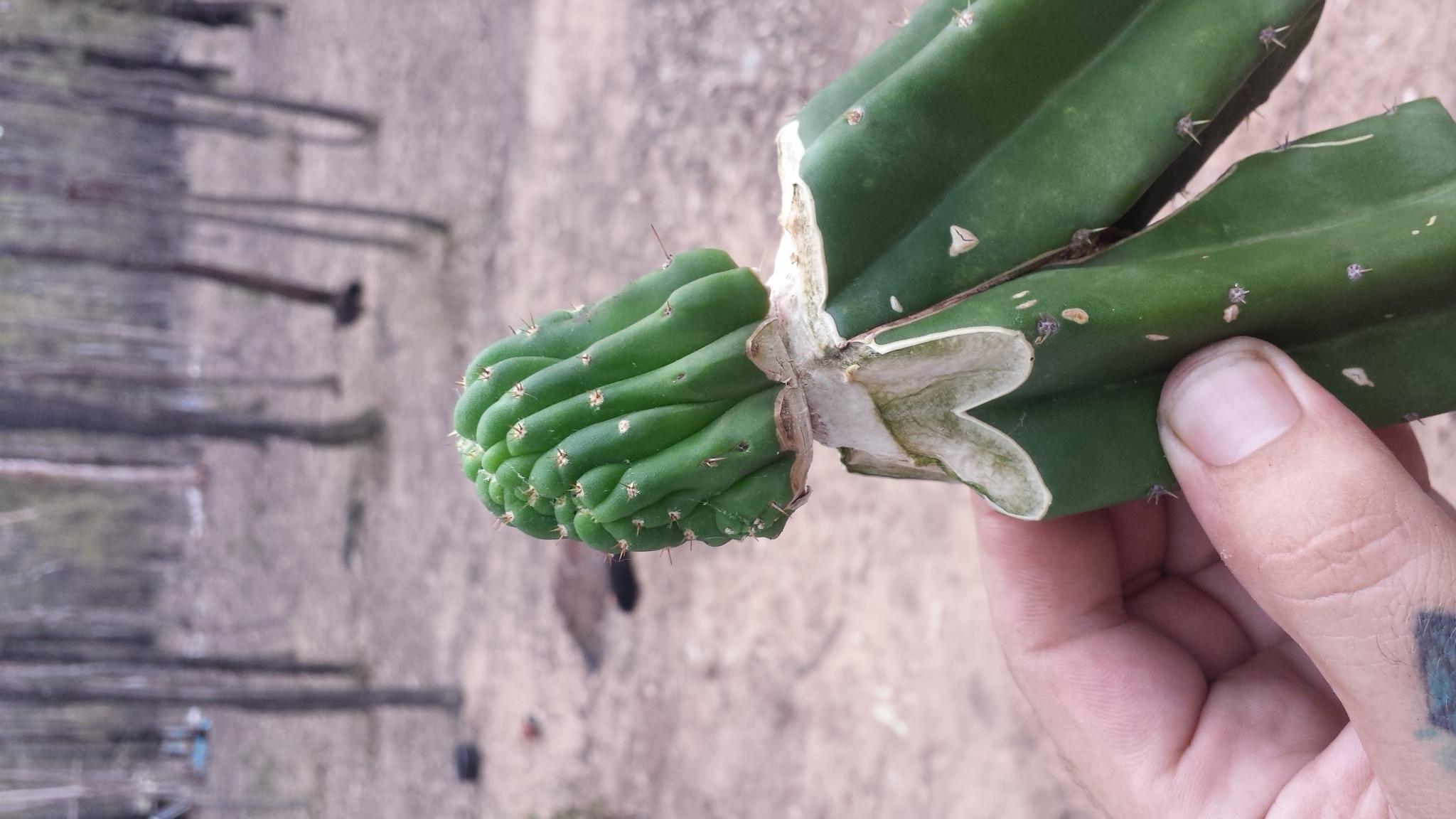 Grafting to unrooted stock Cacti & Succulents The Corroboree