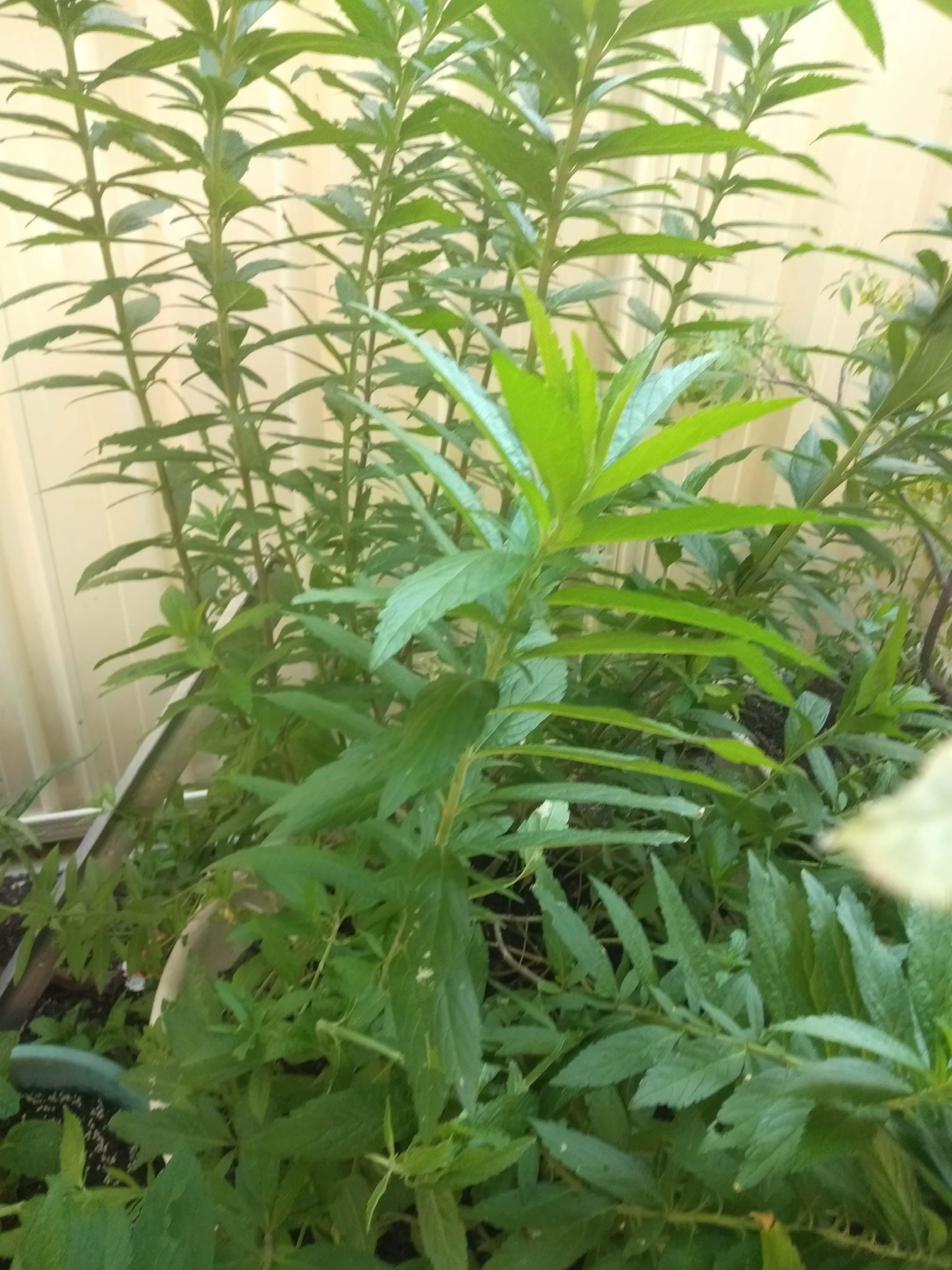 Great Grower Maybe Sage Plant Identification Non Cactus The Corroboree,Dark Soy Sauce Ingredients