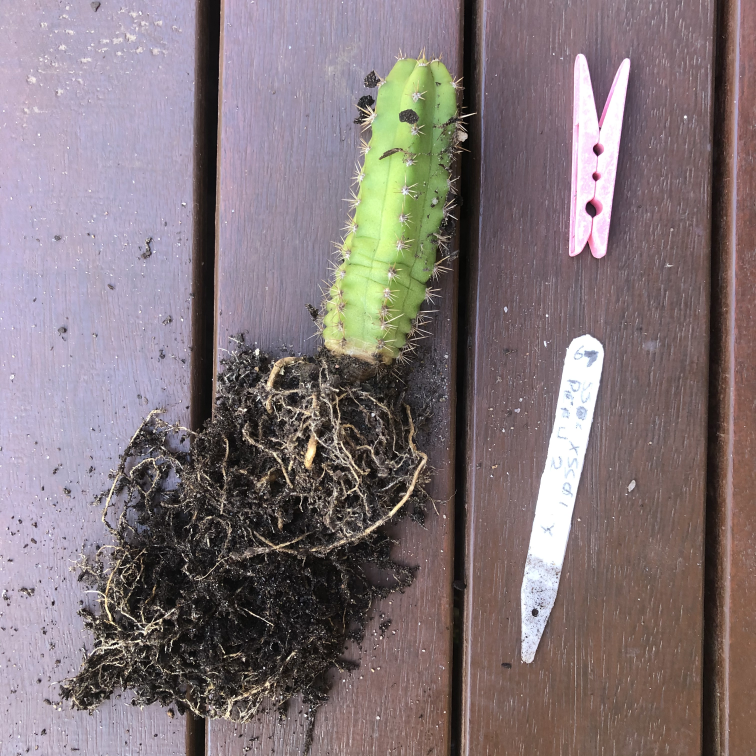 Cacti Root Systems Cacti & Succulents The Corroboree