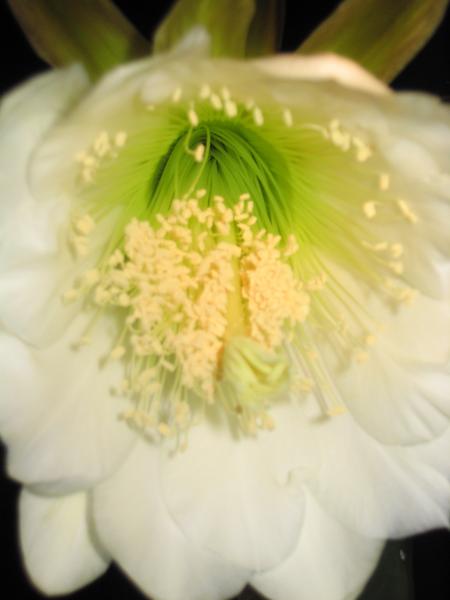 Trichocereus scopulicola bloom