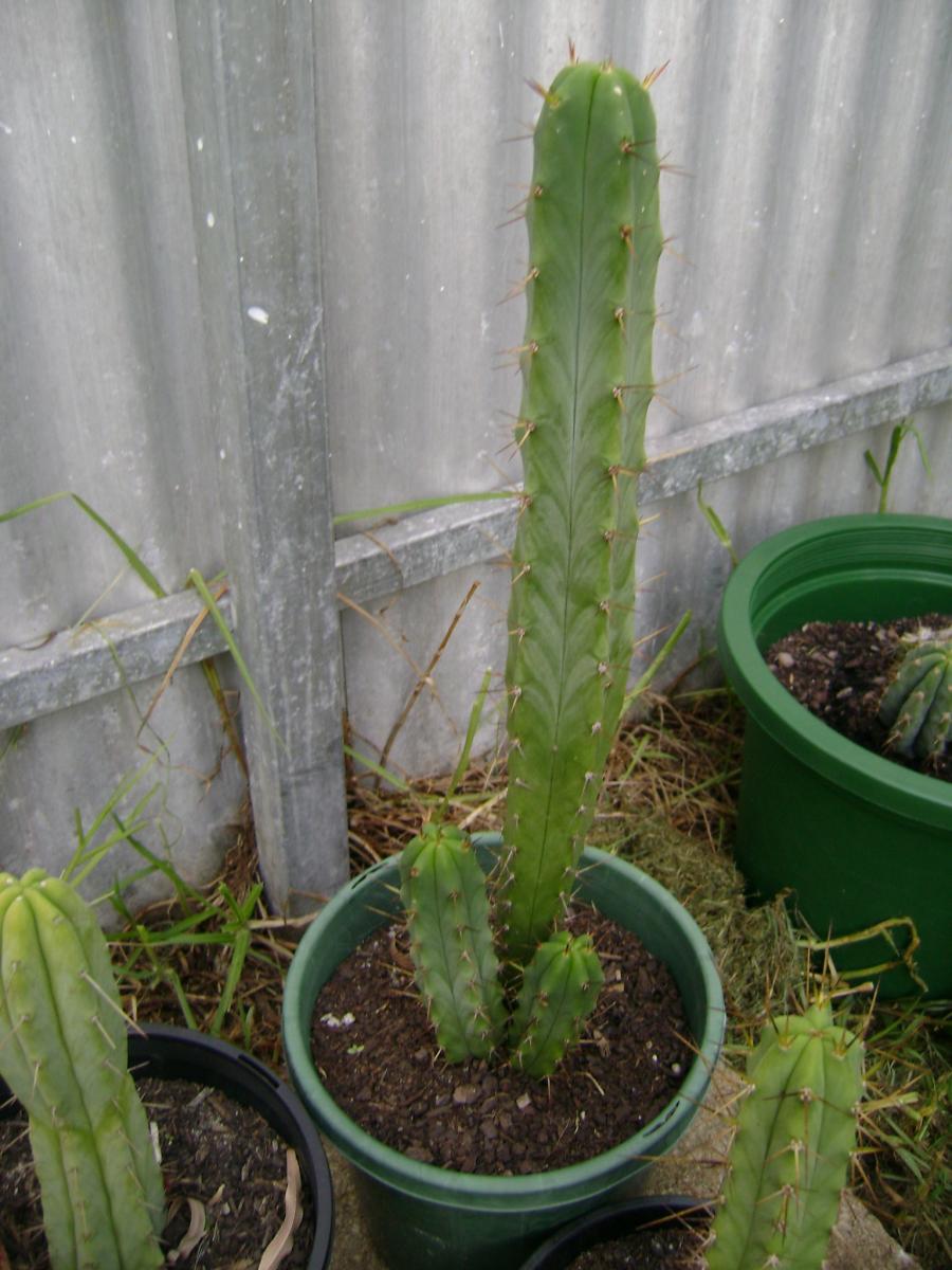 What is your fastest growing Trichocereus? - Cacti & Succulents - The