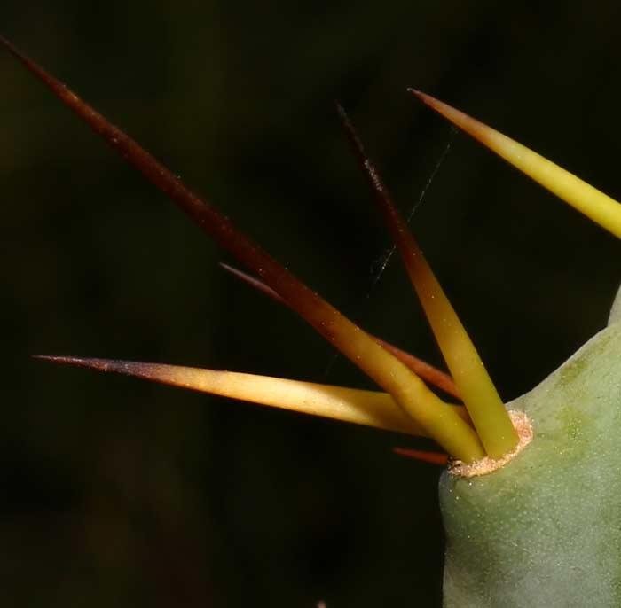 Trichocereus boliviensis