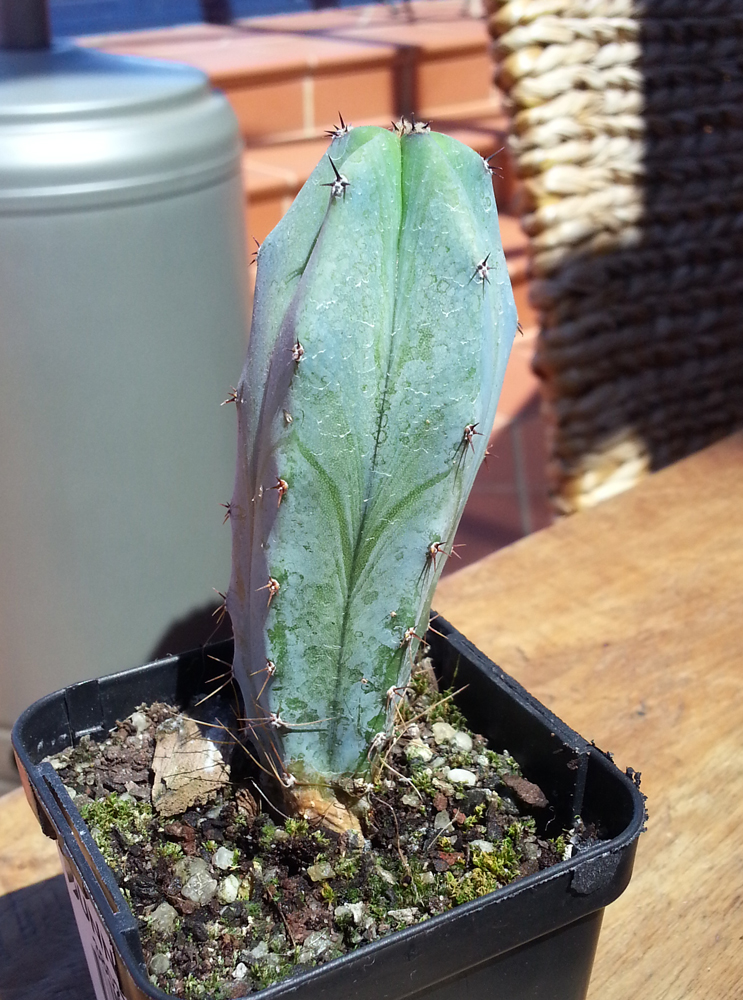 bunnings cacti ID Cactus & Succulent Identification The Corroboree
