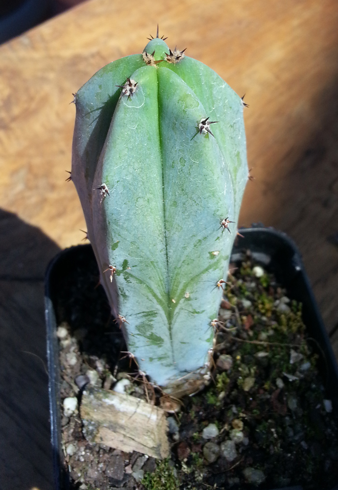 bunnings cacti ID Cactus & Succulent Identification The Corroboree