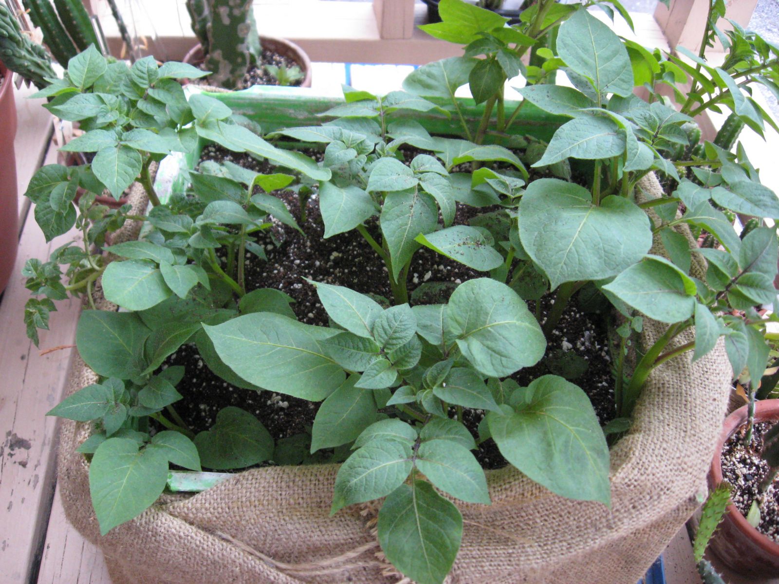 Purple Peruvian Fingerling Potato Member's Gallery The Corroboree