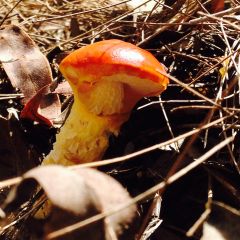 Mushrooms and boletes autumn 14