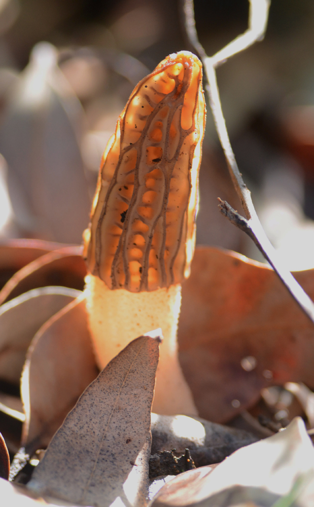 Morels South West Mycology The Corroboree