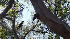 rainbow lorikeets with babies in the tree hollow