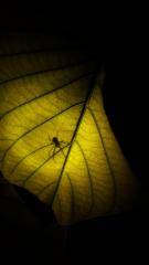 Spider on Hawaiian Baby Woodrose