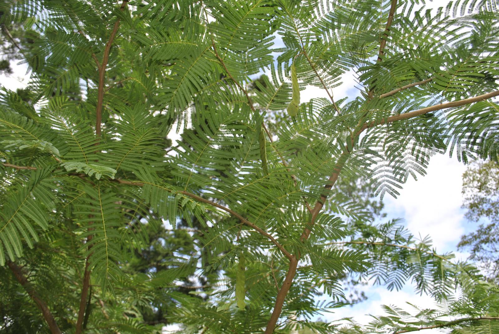 cohoba - Exotic Leafy Plants - The Corroboree