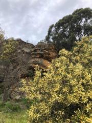 Acacia obtusifolia flowering December