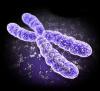 chromosome.jpg