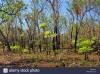 in-far-north-of-the-northern-territory-after-a-wildfire-with-freshly-CNR6PW.jpg