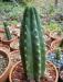 cactus022.jpg