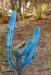 1825887-4-blue-columnar-cactus.jpg