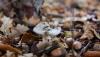 World’s deadliest mushrooms found in Launceston | Photos