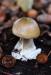 World’s deadliest mushrooms found in Launceston | Photos