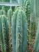 Echinopsis_peruviana_subsp._peruviana_(p