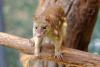 1280px-Spotted_Tail_Quoll_2011.jpg