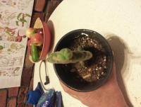 post-13277-0-73377600-1389434240_thumb.j