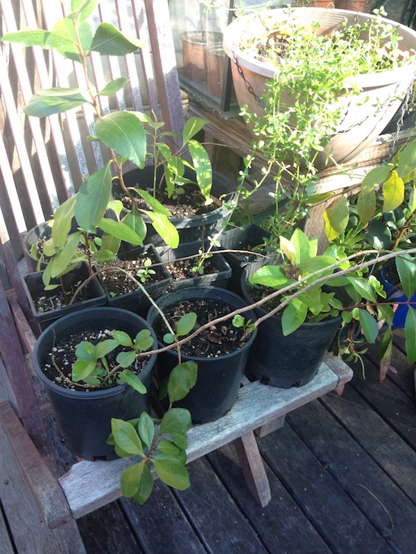 khat plants Seed & Plant Sales The Corroboree