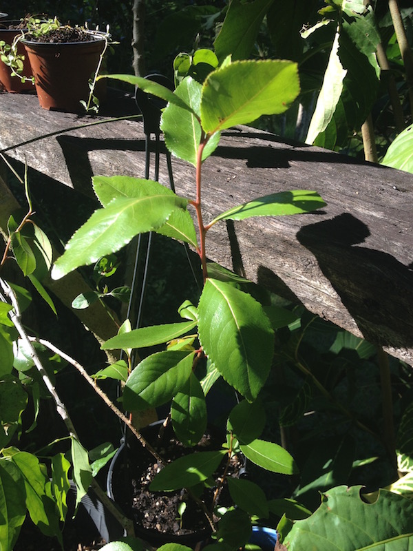khat plants Seed & Plant Sales The Corroboree
