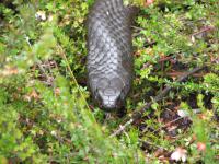 post-2376-0-63748200-1298796534_thumb.jp