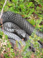 post-2376-0-84966000-1298797201_thumb.jp