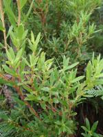 post-6175-0-26856800-1298724709_thumb.jp