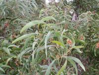 post-6175-0-27124900-1298724794_thumb.jp