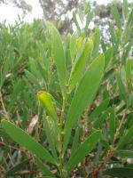 post-6175-0-36416200-1298724508_thumb.jp