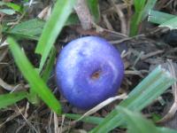 post-7386-0-07730200-1298184714_thumb.jp