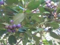 post-7386-0-59204700-1298184708_thumb.jp