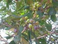 post-7386-0-65754200-1298184701_thumb.jp