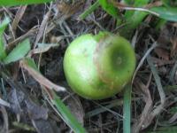 post-7386-0-74343600-1298184719_thumb.jp