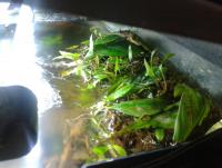 post-14443-0-17704100-1456754042_thumb.j