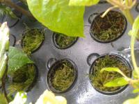 post-14443-0-65401000-1456753785_thumb.j