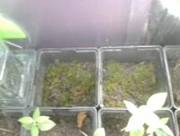 post-14443-0-74206900-1456753662_thumb.j