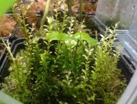 post-14443-0-81674100-1456753909_thumb.j