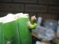 post-4489-0-14830500-1362324762_thumb.jp