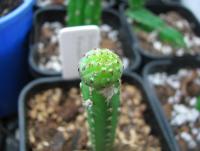 post-4489-0-26403500-1362324206_thumb.jp