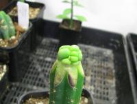 post-4489-0-49383200-1362323711_thumb.jp